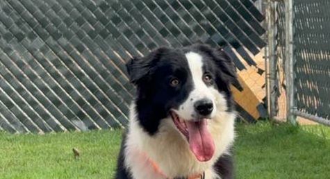 Un border collie de pie en el corral Audacia, al aire libre y con la lengua fuera