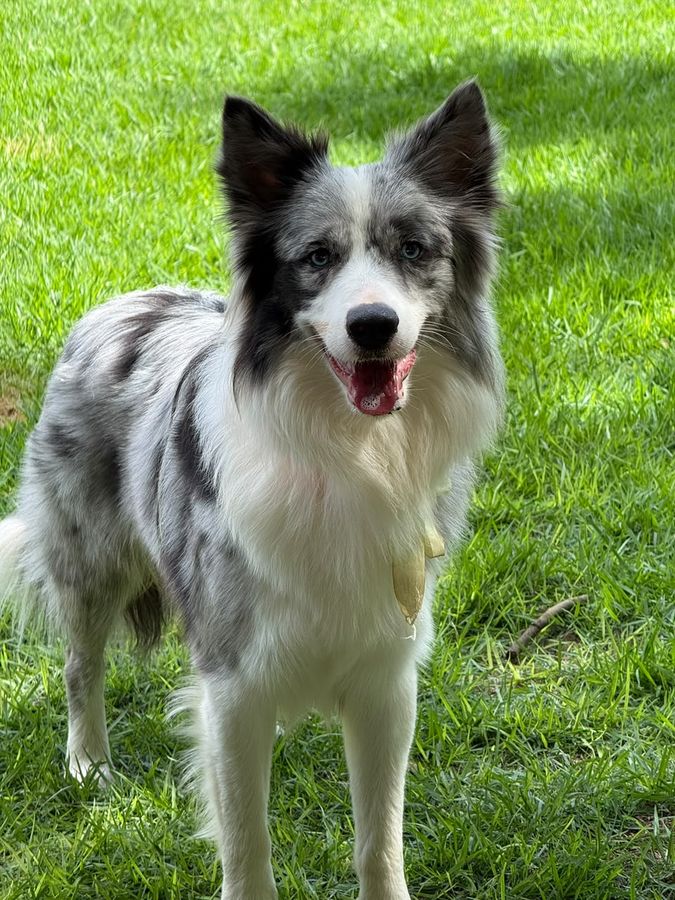 Un border collie mirlo azul de pie sobre el césped, con las orejas alzadas y la boca abierta