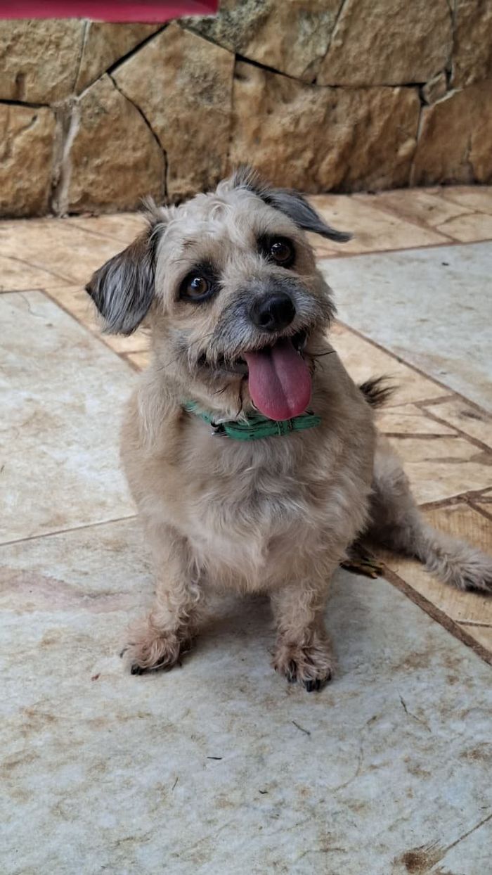Tobby, un perro pequeño de pelo claro, sentado y con la lengua fuera en el Palacio